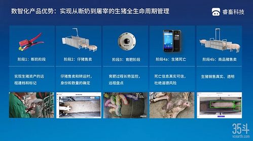 本輪豬周期拐點已現(xiàn),3萬億生豬市場數(shù)字化價值幾何